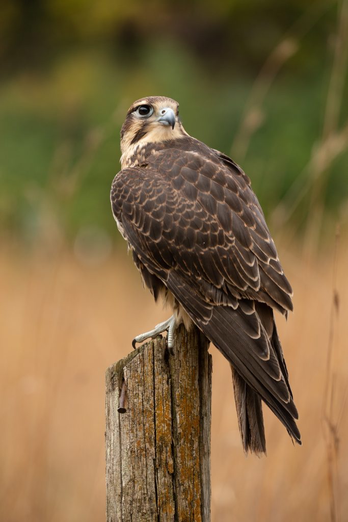 Prairie Falcon perched on a tree stump in a field.
